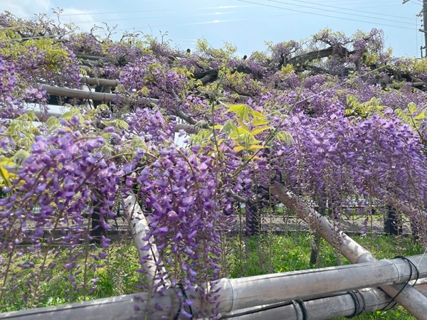 大勢の来場者が藤の花を楽しまれました